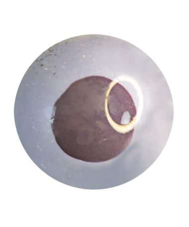 Overhead view of a light purple gourmet truffle with a dark purple dot that is off center; truffle tastes like blueberry crisp